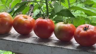 WHAT SHOULD I DO NOW ?? WOW!! TOMATOES!! APPLES !! FALL COLORS!!