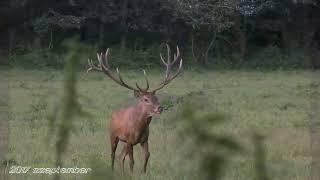 A Lombár bika agancsalakulása hat éven át. Antler formation of the red deer stag over six years.