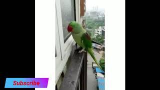 Parrot During Lockdown Funny #viralweb