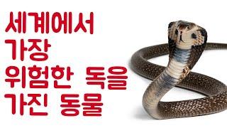 세계에서 가장 위험한 독을 가진 동물 | 동물의 세계 - Animal World Korean