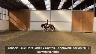 Francois: Blue Hors Farrell x Cantos - APPROVED STALLION