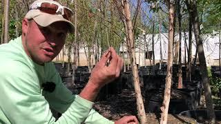 All About Trees with Austin | Bates Botanical Bootcamp