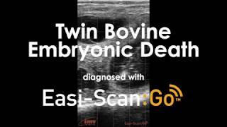 Twin Bovine Embryonic Death