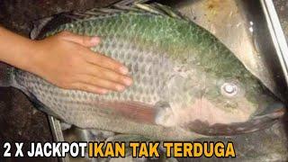 Campuran Lumut Untuk Mancing Nila Babon DARI JAYA PURA