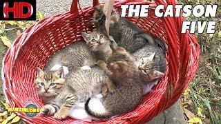 The Catson Five (5 terribili micetti)