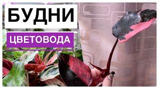 Будни цветовода | Размножение филодендронов | 26.04.2022г.