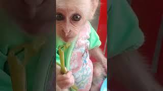 Baby monkey Cubin sitting and eating boiled water spinach is so cute