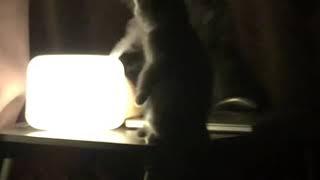 Funny Cat Likes to Facial Steam so much she falls over - Tik Tok China / Douyin Today