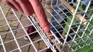 Homemade bird trap