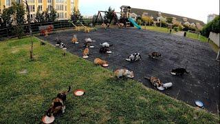 Feeding the street cats in the garden and the house we built for them