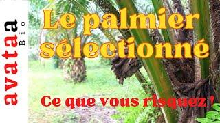 Avant d'investir dans le palmier sélectionné !