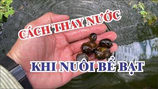 NUÔI ỐC BƯƠU ĐEN BAO LÂU THÌ THAY NƯỚC || HƯỚNG DẪN CÁCH XỬ LÝ KHI THAY || MÔ HÌNH NUÔI ỐC BỂ BẠT