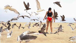 Bird Attack Prank!!