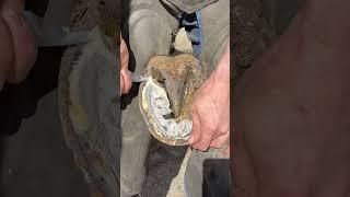 Cleaning out a horses sole (hoof trimming) #farrier #horse