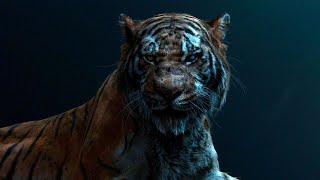 Самые Большие Тигры в Мире. Топ 10