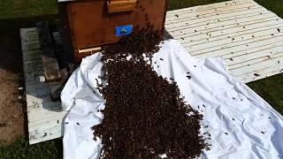 Bienenschwarm beim einlaufen bei Imker Axel Aschenbrenner