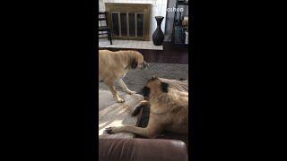 Mastiff and Black Mouth Cur Dog Fight