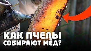 КАК СОБИРАЮТ МЕД НА ПАСЕКЕ ДОБРОГО ПАСЕЧНИКА?