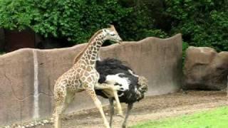 An ostrich and baby giraffe play tag