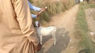 excellent Dog vs goat meeting first time - Treetment