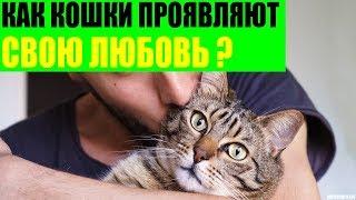 Как кошки проявляют свою любовь к хозяину?