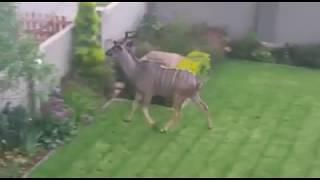 Kudu jumping over a residential fence