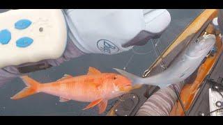 Epic shallow bottom fishing sabiki/damashi action off Oahu