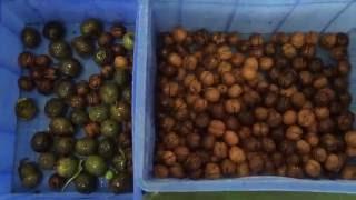 Angelon color sorter machine sorting fresh in shell walnut
