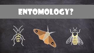 What is Entomology? | Entomology