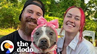 Pittie Who Lived Outside For 15 Years Ages Backwards | The Dodo