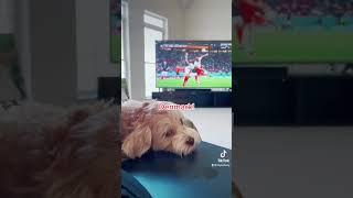 France VS Denmark What is your bet? #shorts #betting #dog