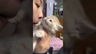 Whose broken voice is this kitten? Take it away quickly and shake it in the cute pet plan. The fun