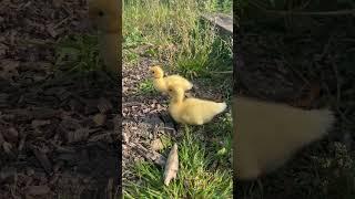 Our ducklings growing fast enjoying a beautiful start to Monday #ducklings #growingfast