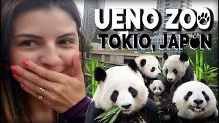 Zoológico de Ueno - Tokio - Japón