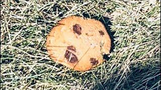 Sad Cookie 