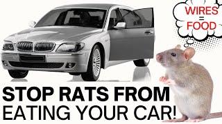 Watch Anti rodent spray STOPS RATS and mice chewing car wires and hoses on CARS & TRACTORS!