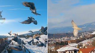 Over Snow Flying Turns into a Birds of Prey Thriller