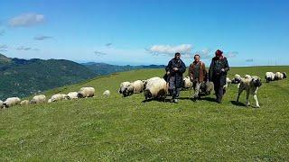 Trabzon yaylaları  #Ağasar, ve #Tonya, yöresi