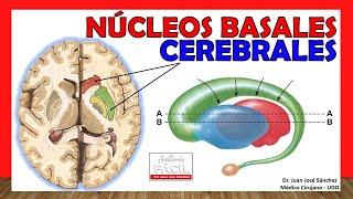  Anatomía de los GANGLIOS BASALES. (Núcleos Basales) ¡Explicación Sencilla!