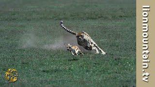 Cheetah  high speed Gazelle hunt  | CLASSIC WILDLIFE