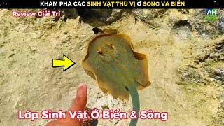 Khám Phá Lớp Sinh Vật Đặc Biệt Sống Ở Biển Và Sông Suối || Review Giải Trí Đời Sống