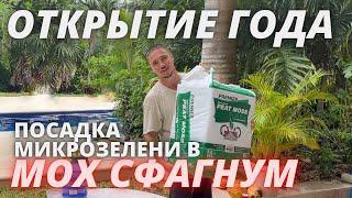 Лайфхак Микрозелень  Мох сфагнум ! Новый субстрат ! Технология выращивания микрозелени