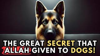 THE INCREDIBLE MYSTERIES of DOGS in ISLAM