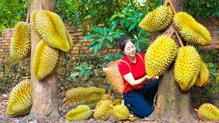 Harvest Durian Goes To Market Sell | Gardening And Cooking | Lý Song Ca
