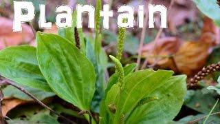(The Northwest Forager) Ep. 9 Common Plantain