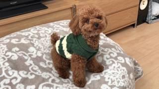 Minute Miles 004: Play Training My Teacup Poodle