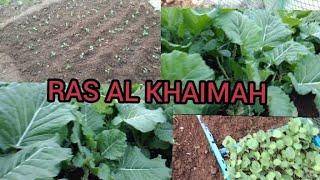 GROWING KALES (sukumawiki) in RAK .