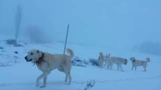 Akbaş çoban köpekleri