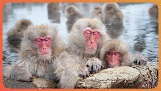 Macaques: Life Inside A Japanese Monkey Gang (4K Documentary)