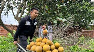 Bibi enliste helps Dad harvest grapefruit at the farm